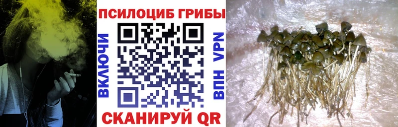 Псилоцибиновые грибы Magic Shrooms  Купить закладки  Котлас 